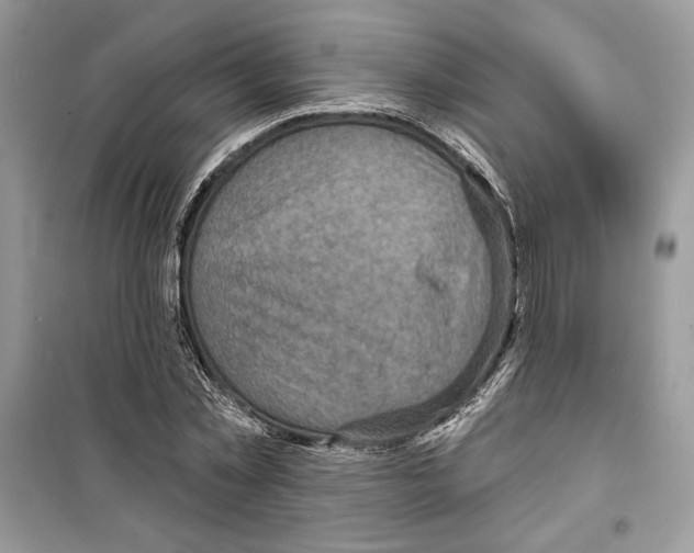 X0000098170781200805221514