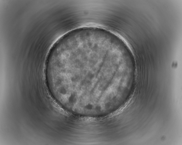 X0000098170783200805221514