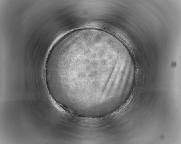 X0000098170800200805221514