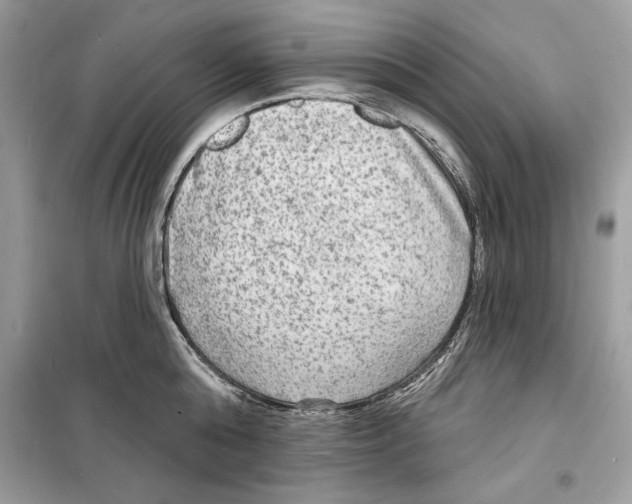 X0000098170808200805221514