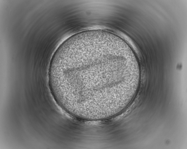 X0000098170810200805221514