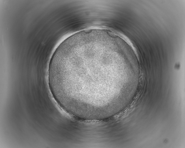 X0000098170811200805221514