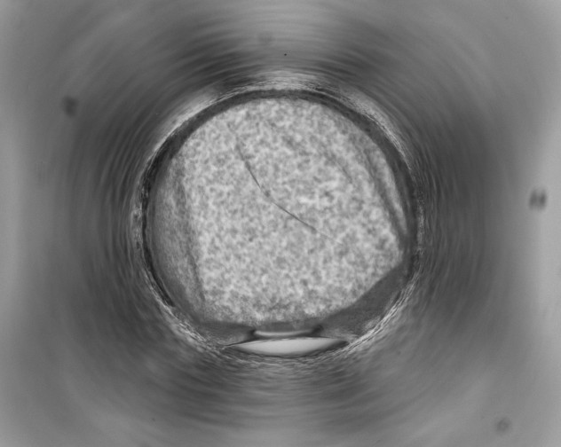 X0000098170827200805221513