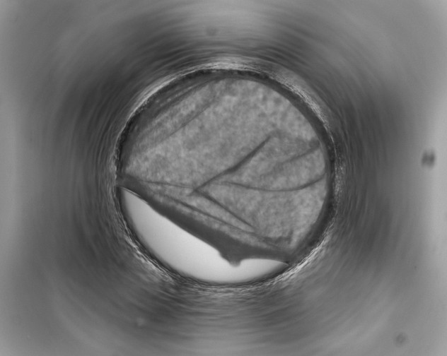 X0000098170829200805221513