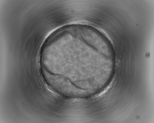 X0000098170830200805221513