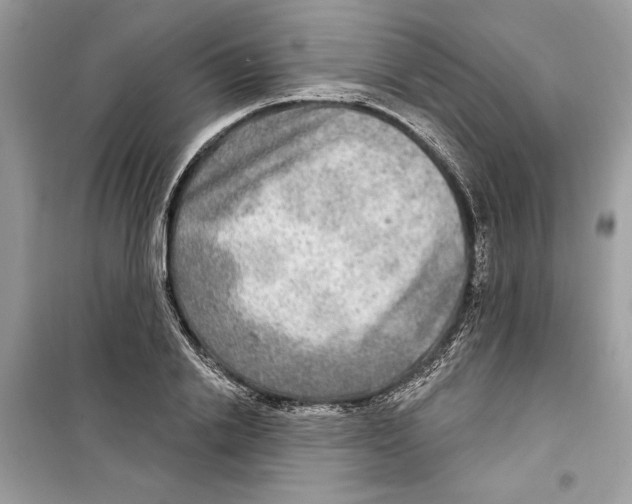 X0000098170838200805221513