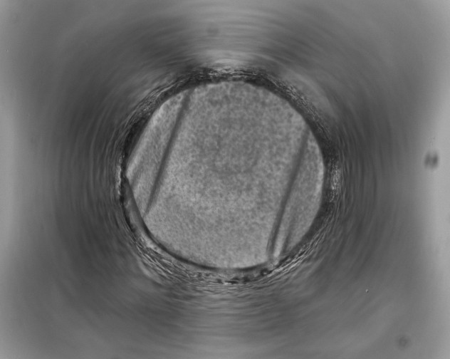 X0000098170868200805221513