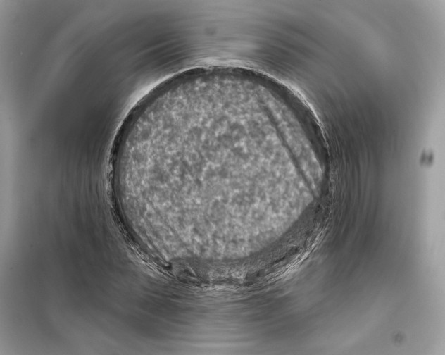 X0000098170879200805221513