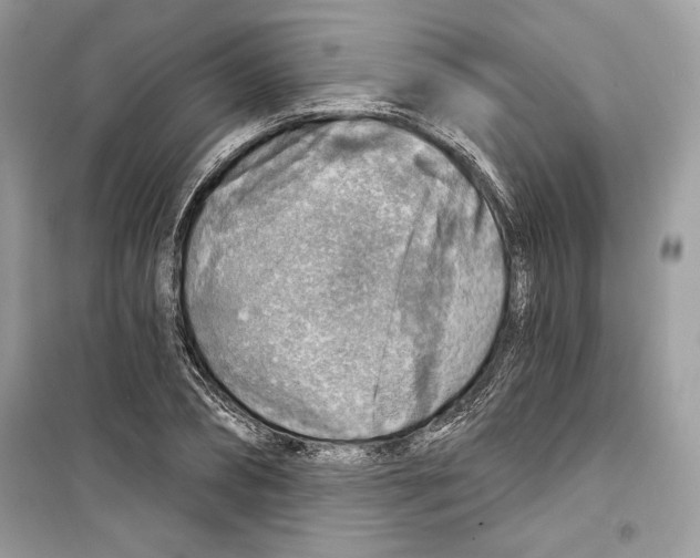 X0000098170882200805221513