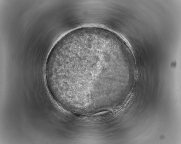 X0000098170895200805221513