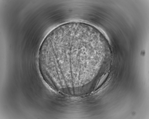 X0000098170903200805221512