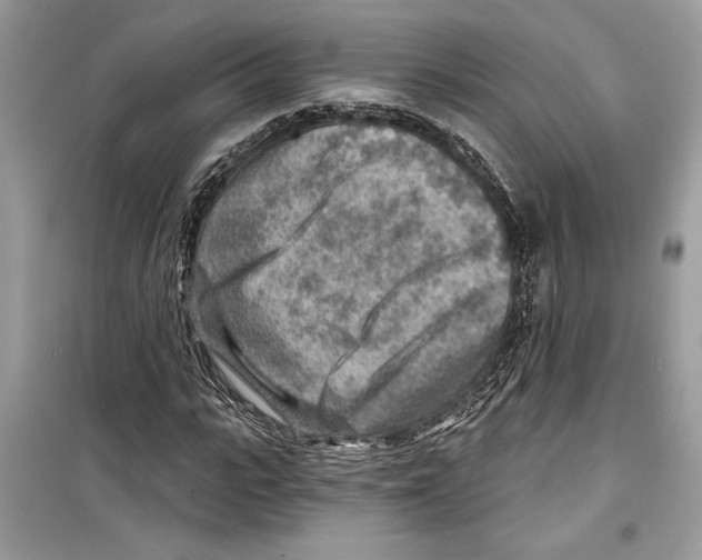 X0000098170919200805221512