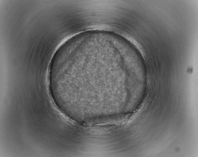 X0000098170983200805221511