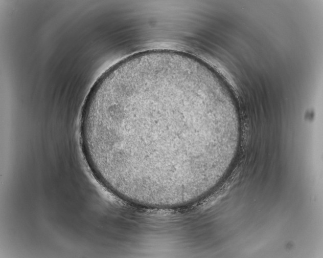 X0000098170991200805221511