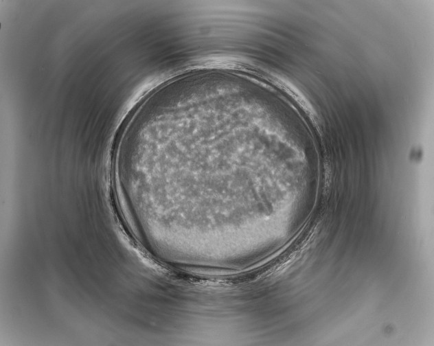 X0000098170994200805221511