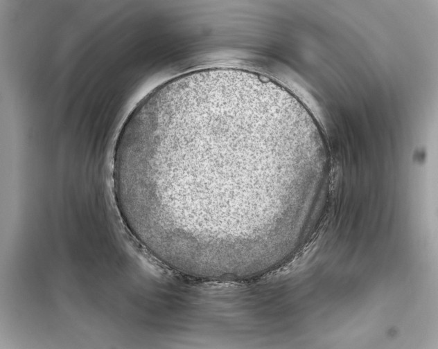 X0000098171051200805221511