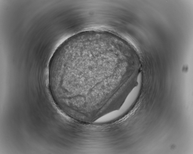 X0000098171079200805221510