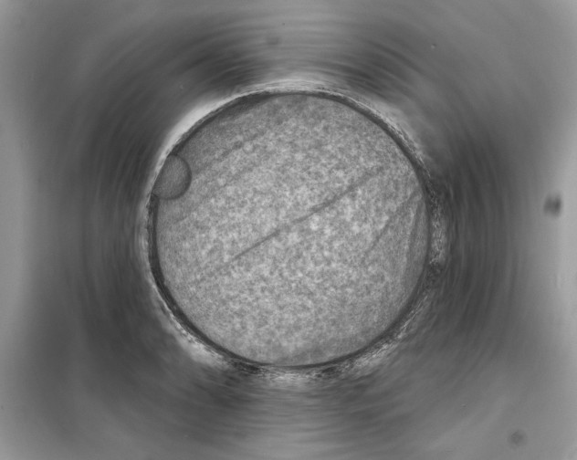 X0000098171086200805221510