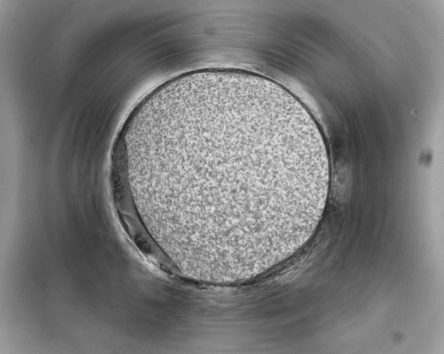 X0000098171096200805221510