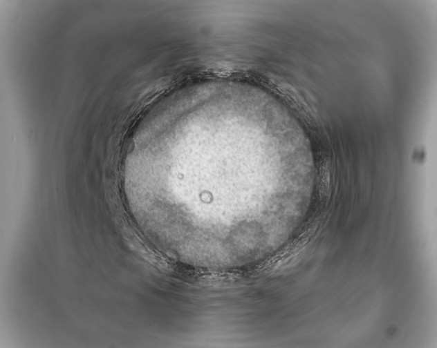 X0000098171105200805221509