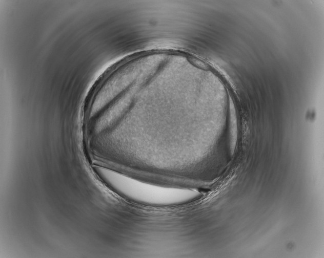 X0000098171124200805221509