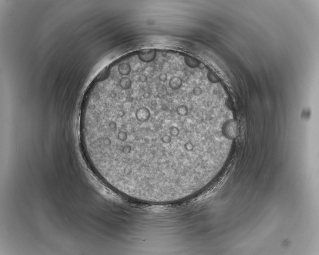 X0000098171130200805221509