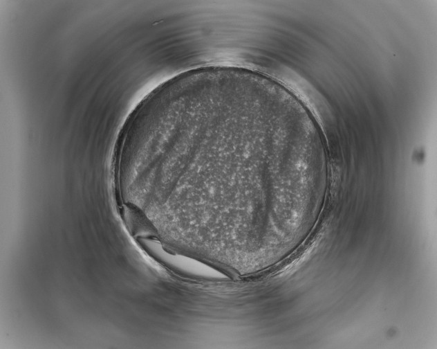 X0000098171141200805221510