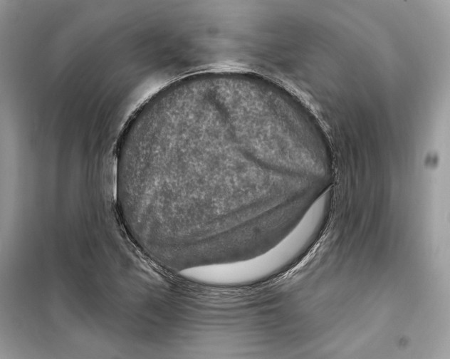 X0000098171171200805221509