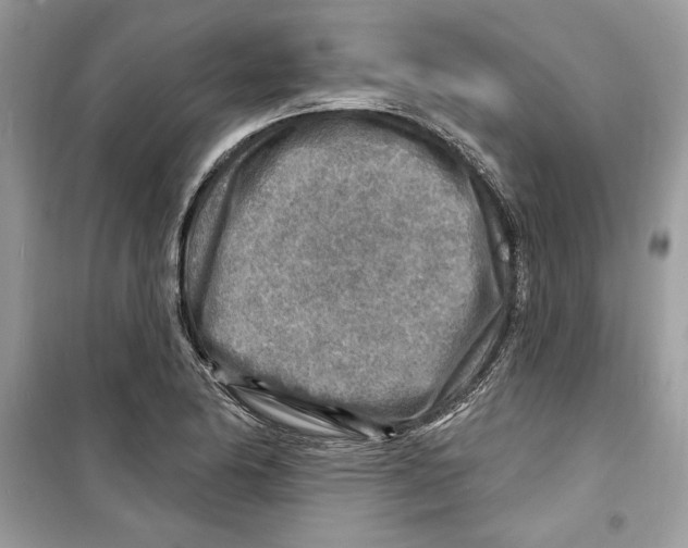 X0000098171174200805221509