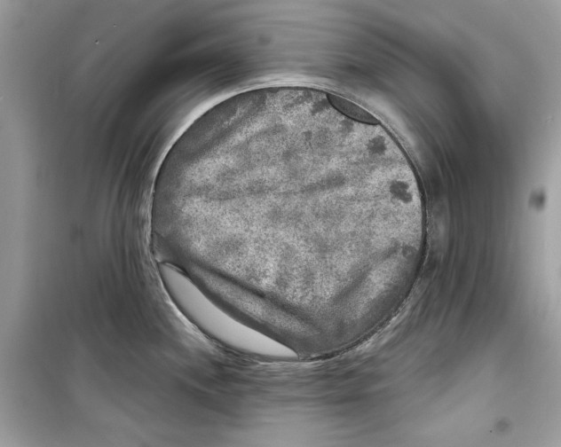 X0000098171244200805221508