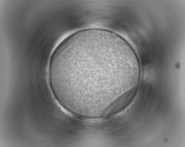 X0000098171294200805221507