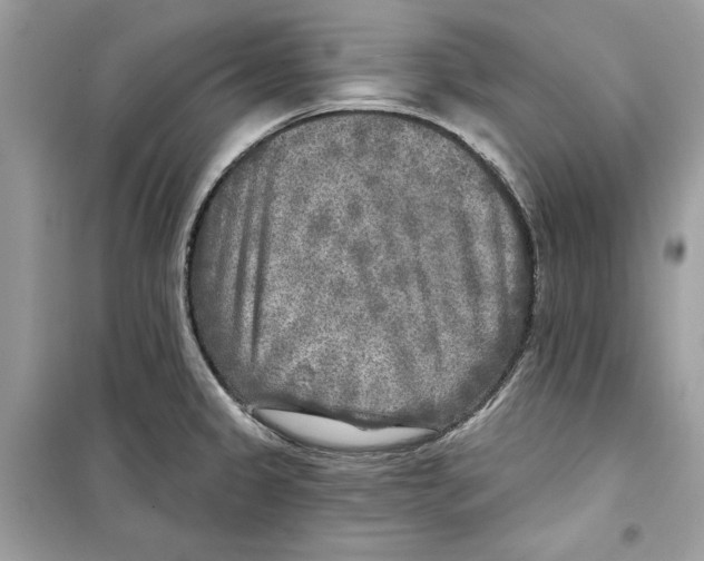 X0000098171333200805221507