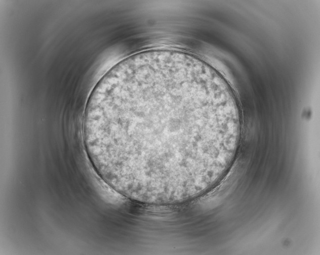 X0000098171338200805221507