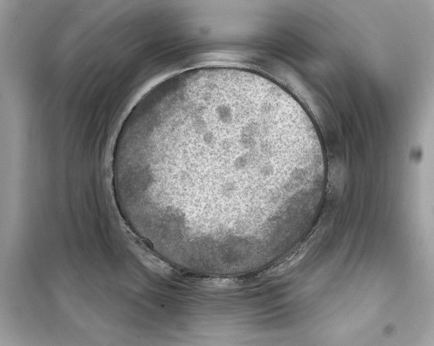 X0000098171435200805221505