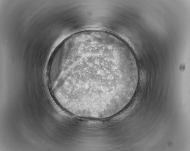 X0000098171466200805221504