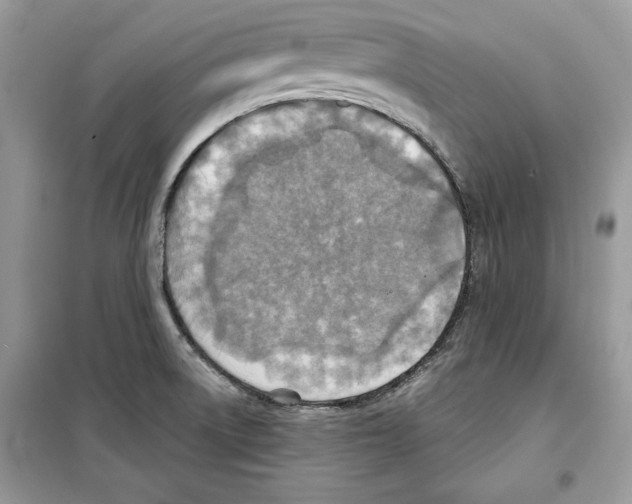 X0000098171522200805221504