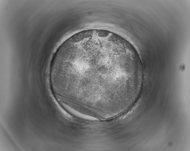 X0000098171525200805221504