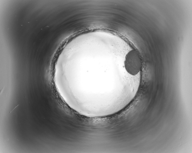 X0000098180832200804241028