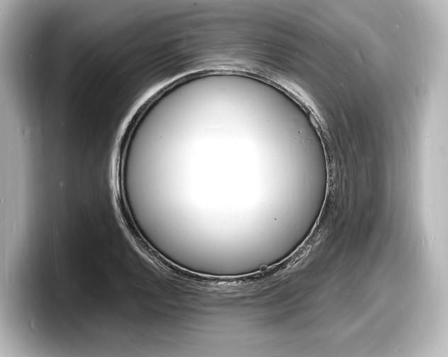 X0000098181128200804241025