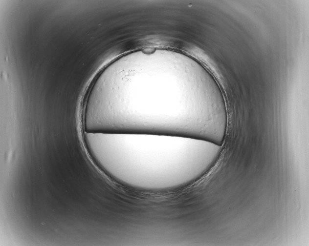 X0000098181235200804241023