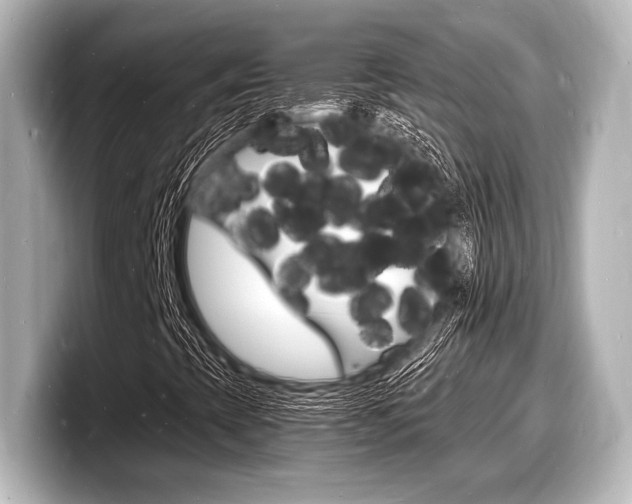 X0000098181393200804241020