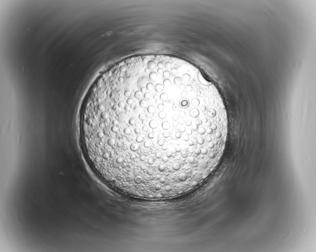 X0000098181479200804241020
