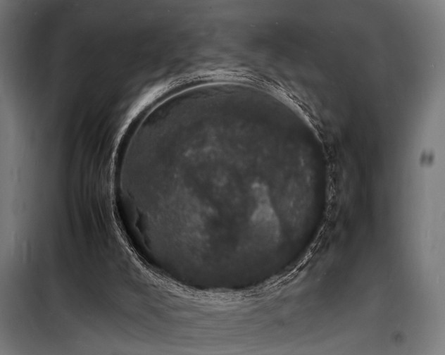 X0000098180008200804241232