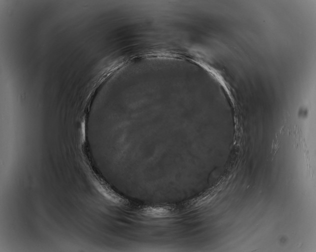 X0000098180061200804241231