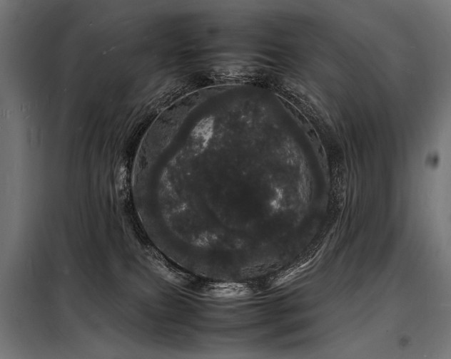 X0000098180087200804241231