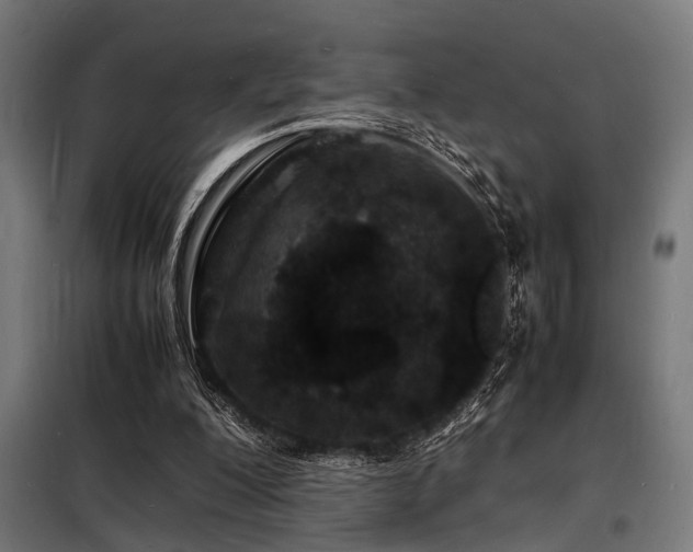 X0000098180200200804241229