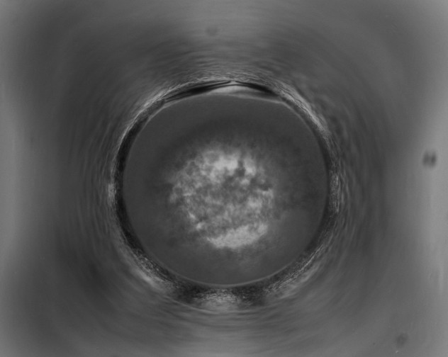 X0000098180203200804241229
