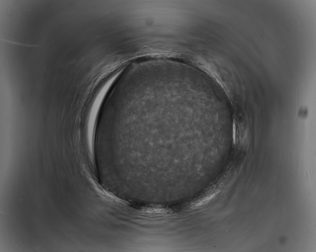 X0000098180205200804241229
