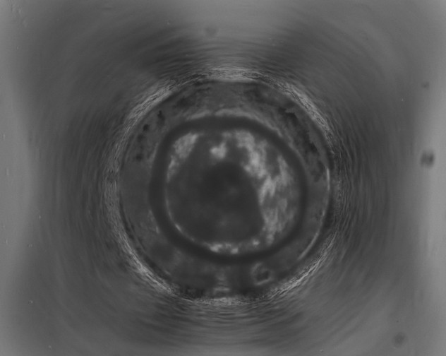 X0000098180433200804241225