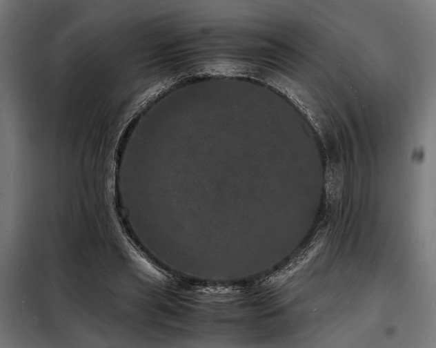X0000098180445200804241225